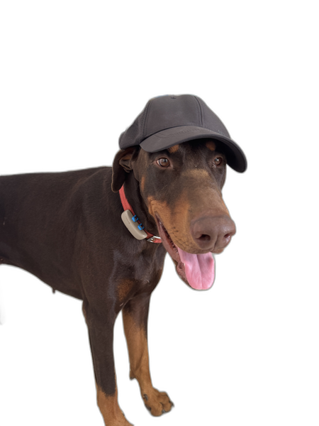 Le doberman du QG